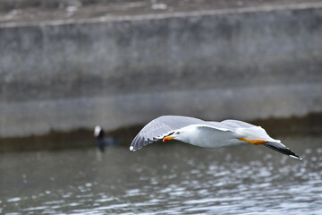 GAVIOTA PATIAMARILLA