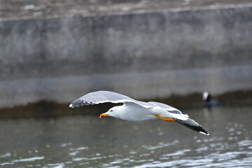 GAVIOTA PATIAMARILLA