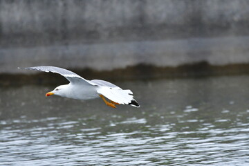 GAVIOTA PATIAMARILLA
