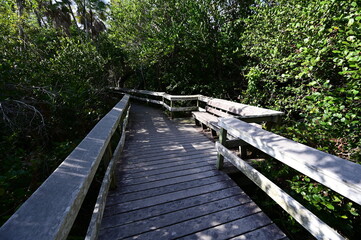 Fototapeta premium Mahogany Hammock boardwalk through natural hardwood hammock in Everglades National Park, Florida.