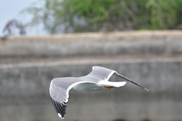 GAVIOTA PATIAMARILLA