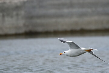 GAVIOTA PATIAMARILLA