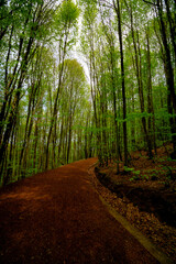 Trekking path in the forest. Healthy lifestyle. Polonezkoy Nature Park