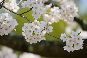 満開の桜（ソメイヨシノ）