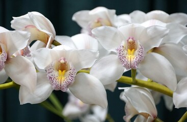 Fototapeta na wymiar White and purple Cymbidium Naomi Starke orchids