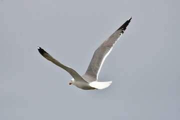GAVIOTA PATIAMARILLA