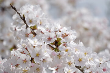 Fototapeta premium 満開の桜（ソメイヨシノ）