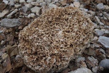 close up of a mushroom