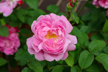 pink rose in garden