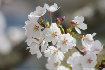 満開の桜（ソメイヨシノ）