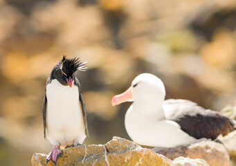 Rock Hopper Penguin staring down a Black Browed Albatross