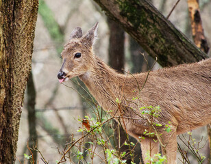 Whitetail doe in the rain with it's tongue out