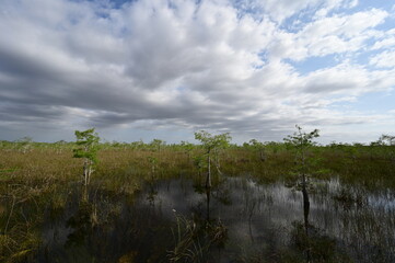 Obraz premium Cypress trees of the Dwarf Cypress Forest in Everglades National Park, Florida in bright green spring foliage under developing cloudscape.