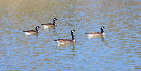 Canadian geese swimming in a pond