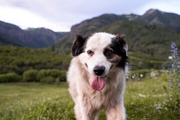 Portrait of a smiling dog with white fur and tongue out with a meadow and mountains in the background.