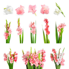 Set of beautiful gladiolus flowers isolated on white
