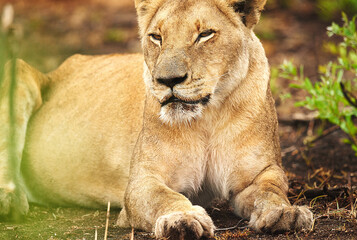 Obraz na płótnie Canvas The queen every king needs. Cropped shot of a lioness on the plains of Africa.
