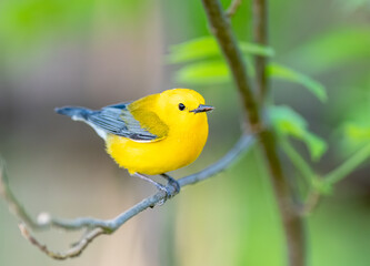 Prothonotary warbler perched on a branch