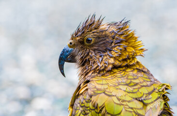 Kea alpine parrot on the ground in the rain