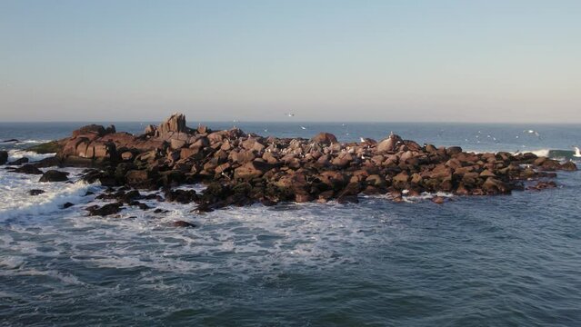 Drone footage of seagulls flying around an island at sunrise, Laguna, Santa Catarina, Brazil