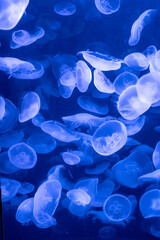 Jellyfish