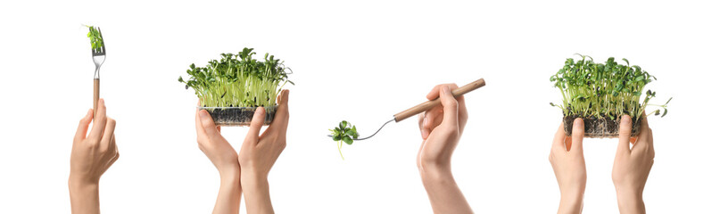 Female hands with healthy micro greens on white background