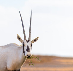 Arabian Oryx in the desert of Jordan