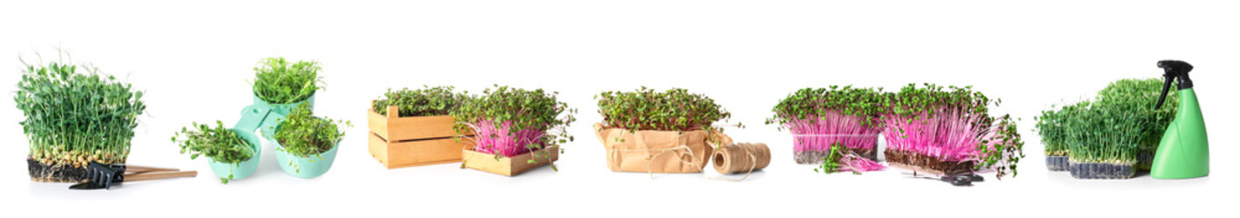Assortment of healthy micro greens with gardening supplies on white background