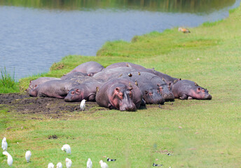 Hippos basking in the sun on the banks a river