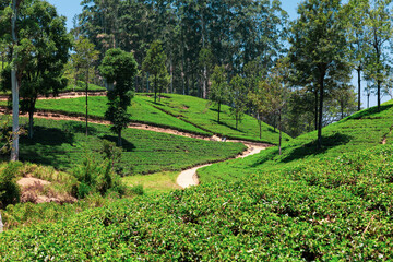 Tea plantation on hillside