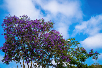 Violet colored leaves of the Jacaranda Mimosifolia, a sub-tropical tree native to Da Lat....