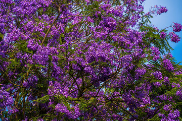 Violet colored leaves of the Jacaranda Mimosifolia, a sub-tropical tree native to Da Lat....