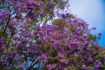 Violet colored leaves of the Jacaranda Mimosifolia, a sub-tropical tree native to Da Lat....