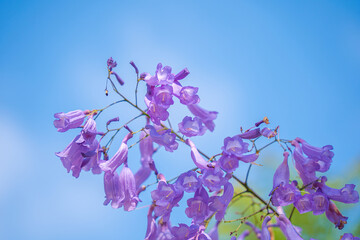 Violet colored leaves of the Jacaranda Mimosifolia, a sub-tropical tree native to Da Lat....