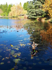Ducks in a pond. Autumn