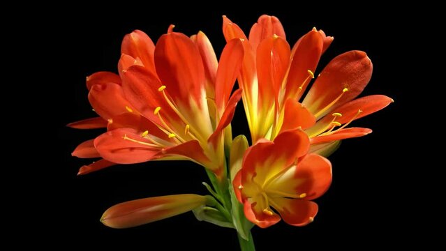 Time-lapse of a clivia flower blooming, black background