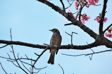 ヒヨドリと桜