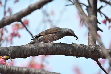 ヒヨドリと桜
