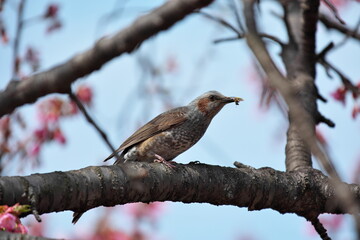 ヒヨドリと桜
