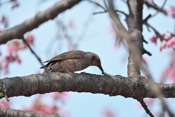 ヒヨドリと桜
