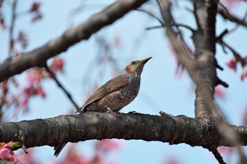 ヒヨドリと桜