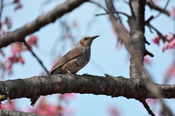 ヒヨドリと桜