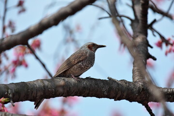 ヒヨドリと桜