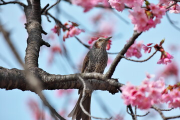 ヒヨドリと桜