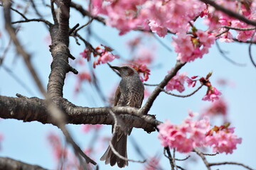 ヒヨドリと桜