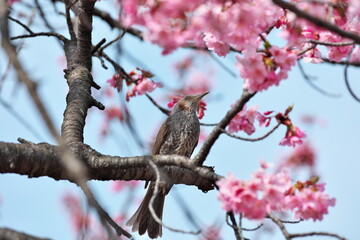 ヒヨドリと桜