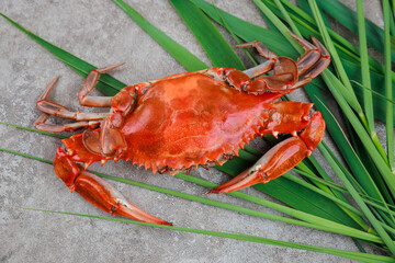 Steamed crab with grass on a grey surface.