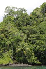 View of a tropical rainforest of the Osa Peninsula from the sea