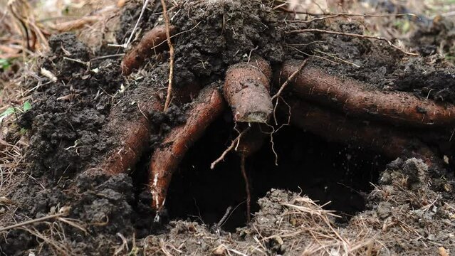 Farmer digging up cassava. Agricultural concept.