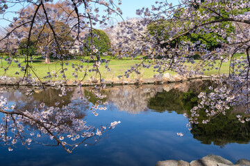 Fototapeta na wymiar 水辺の桜